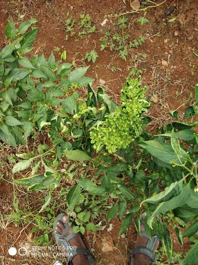 Chilli Thrips - Capsicum & Chilli