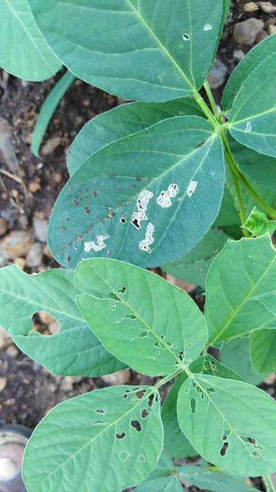 Flea Beetles - Soybean