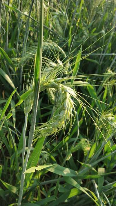 Boron Deficiency - Wheat