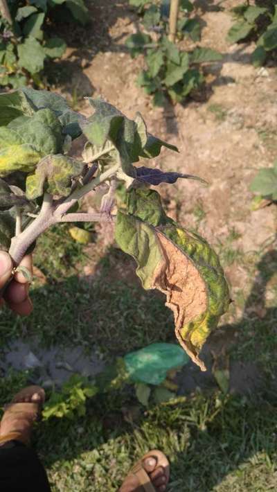 Tobacco Mosaic Virus - Brinjal