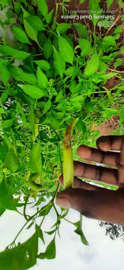 Bacterial Soft Rot of Pepper - Capsicum & Chilli