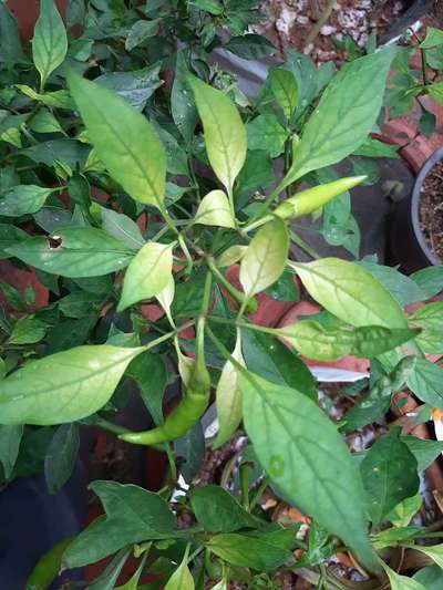 Sulfur Deficiency - Capsicum & Chilli