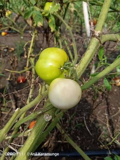 Tomato Late Blight - Tomato