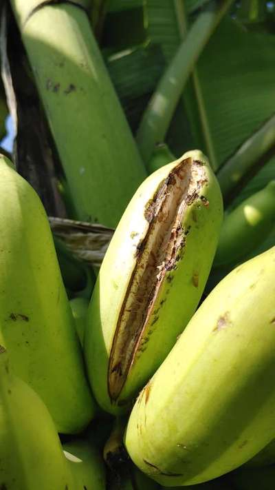 Fruit Cracking - Banana