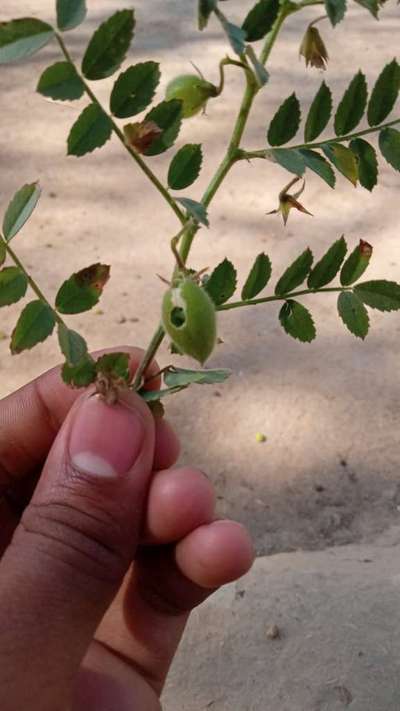 Pea Pod Borer - Chickpea & Gram