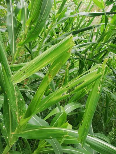 Fall Armyworm - Maize