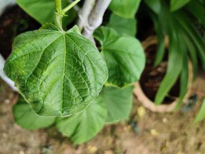 Potassium Deficiency - Cucumber