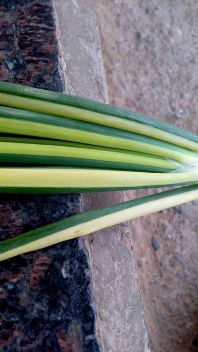 Leaf Variegation - Onion