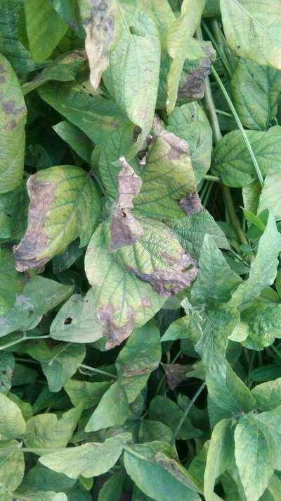 Magnesium Deficiency - Soybean