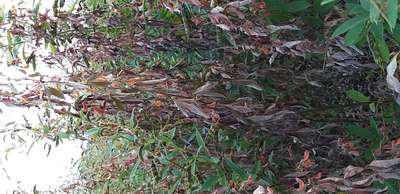 Powdery Mildew - Pigeon Pea & Red Gram