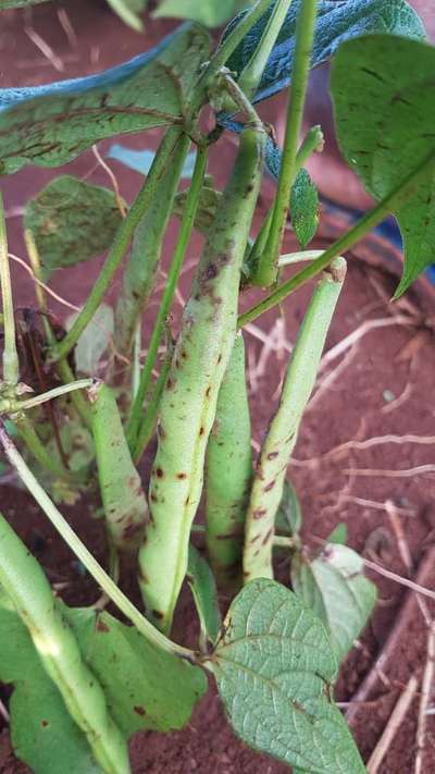 Anthracnose - Bean