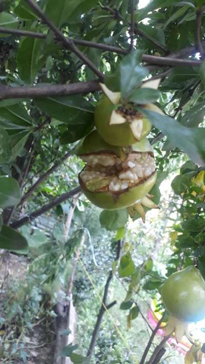 Boron Deficiency - Pomegranate