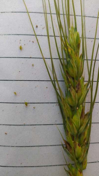 Aphids - Wheat