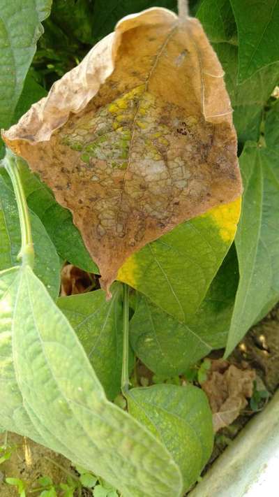 Mungbean Yellow Mosaic Virus - Bean