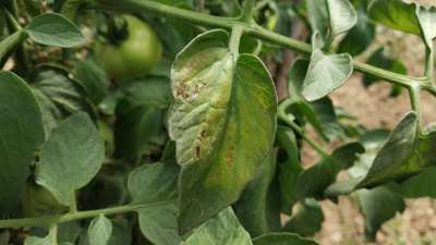 Early Blight - Tomato