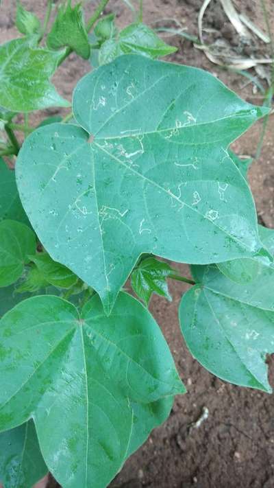 Leaf Miner Flies - Cotton