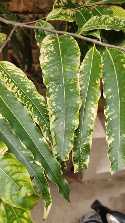 Potassium Deficiency - Mango