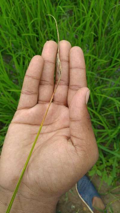 Leaf Scald of Rice - Rice