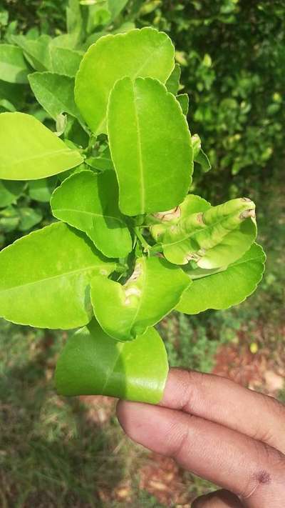 Citrus Leaf Miner - Citrus