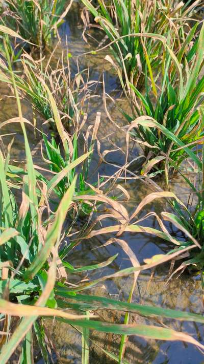 Bacterial Blight of Rice - Rice