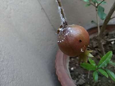 Mealybug - Pomegranate