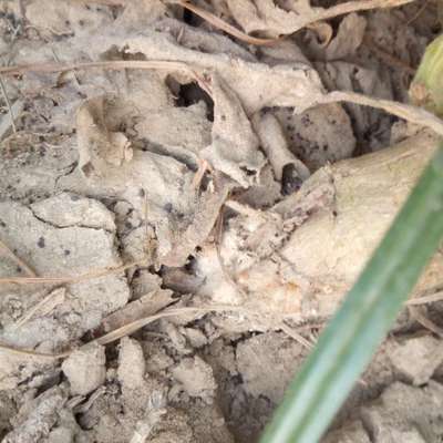 Stem Rot - Pumpkin