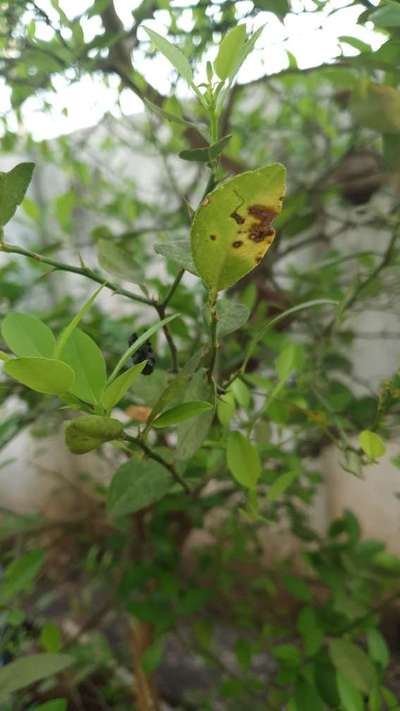 Leaf Spot of Citrus - Citrus