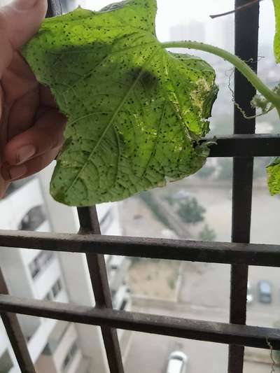 Aphids - Cucumber