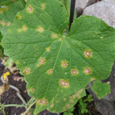 Anthracnose of Cucurbits - Cucumber