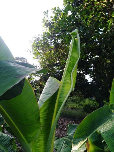 Calcium Deficiency - Banana