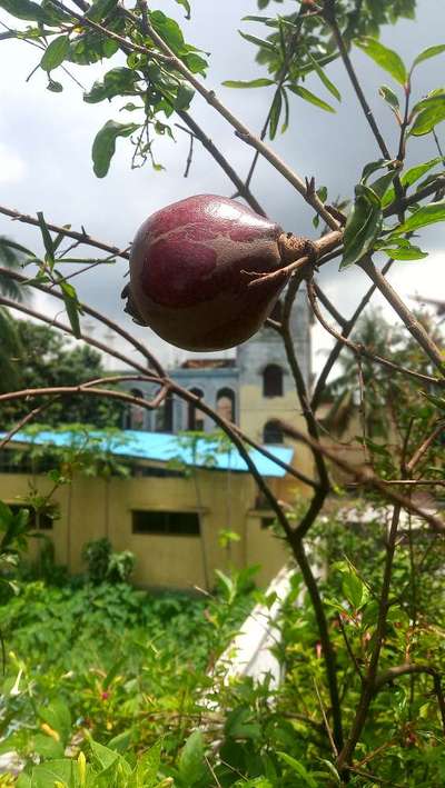 থ্রিপস - ডালিম
