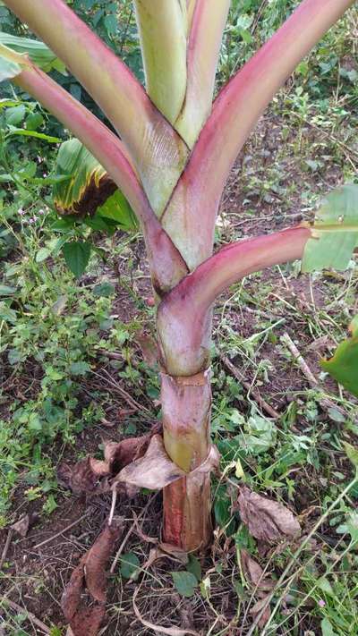 Bacterial Soft Rot of Banana - Banana