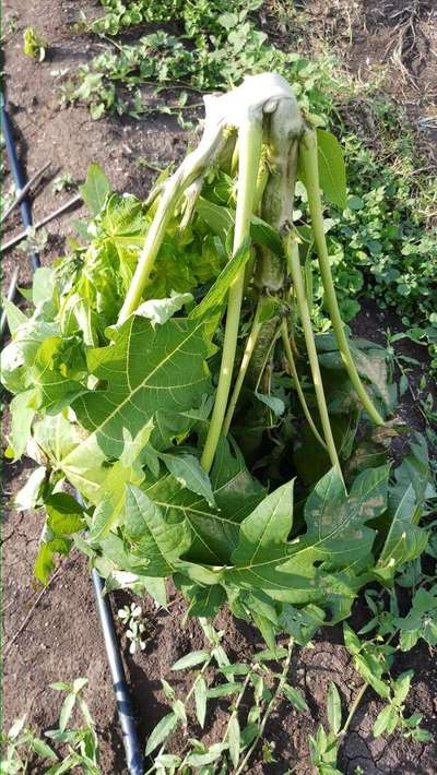 Phytophthora Crown and Root Rot - Papaya