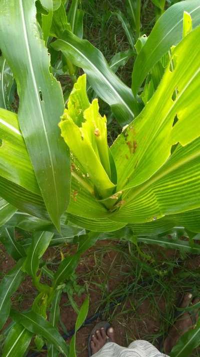விழு படைப்புழு - மக்காச்சோளம்
