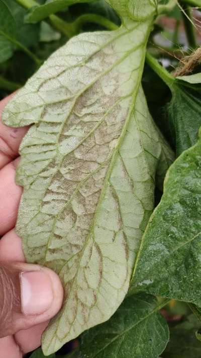 Tomato Late Blight - Tomato