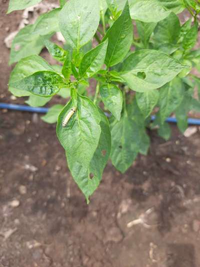 Tobacco Caterpillar - Capsicum & Chilli