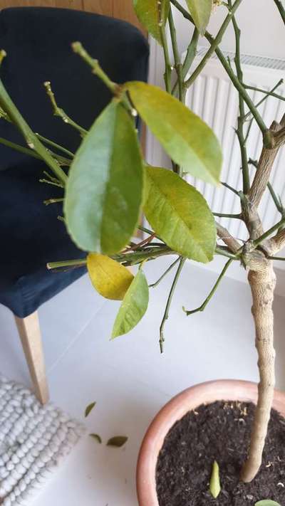 Oriental Spider Mite - Citrus