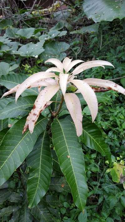 Anthracnose of Papaya and Mango - Mango