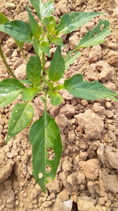 Chilli Thrips - Capsicum & Chilli