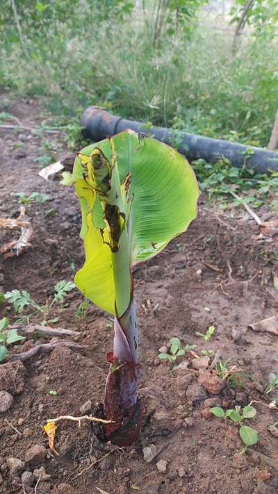 Tobacco Caterpillar - Banana