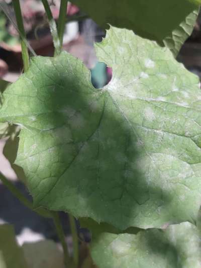 Powdery Mildew - Cucumber