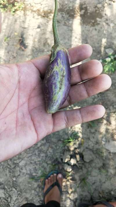 Thrips - Brinjal