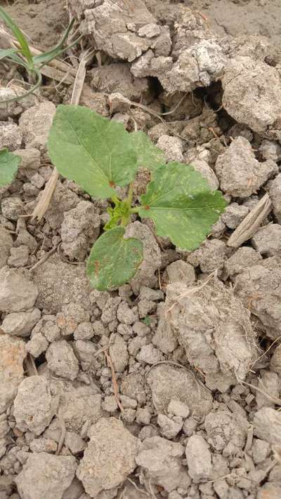 Aphids - Okra