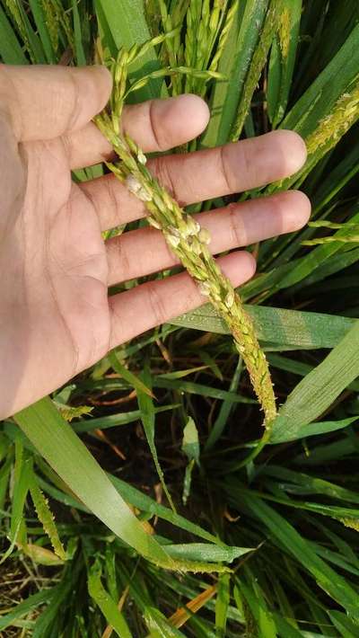 Bacterial Panicle Blight - Rice