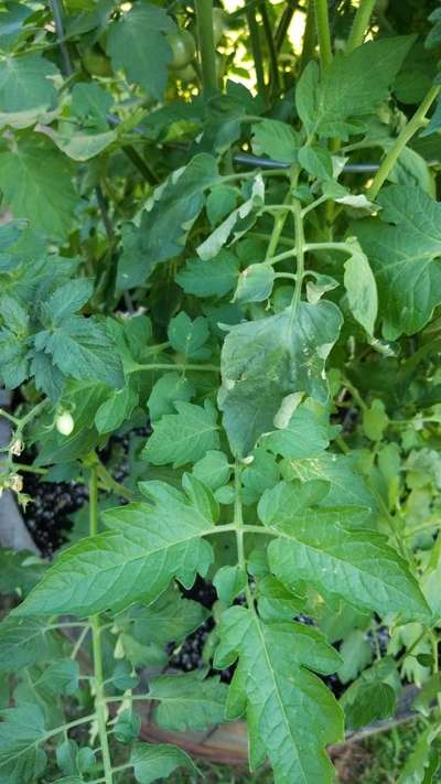 Tomato deals plant leaves