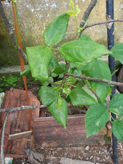 Spider Mites - Bean