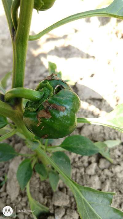 Helicoverpa Caterpillar - Capsicum & Chilli