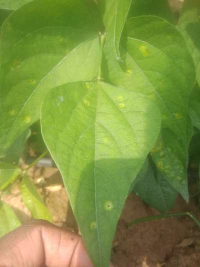 ಹ್ಯಾಲೊ ಬ್ಲೈಟ್ - ಹುರುಳಿ