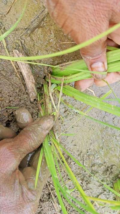 Yellow Stem Borer - Rice