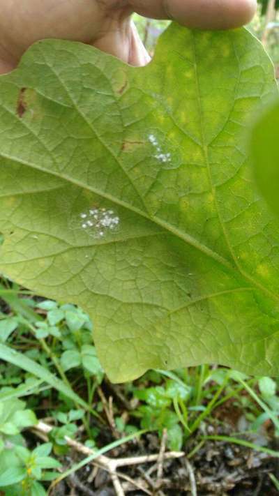 Whiteflies - Brinjal